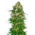 Auto Shiva Skunk de Sensi Seeds - Semillas feminizadas de marihuana.