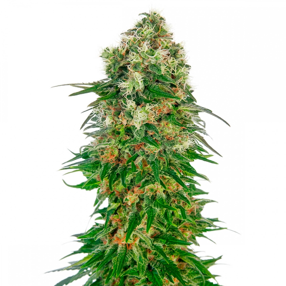 Auto Shiva Skunk de Sensi Seeds - Semillas feminizadas de marihuana.