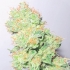 Griega CBD 2.0 Medical Seeds - Semillas de marihuana feminizadas, cogollo enorme.