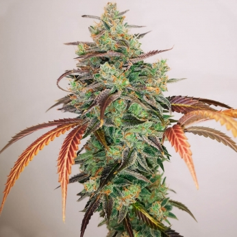 Y Griega CBD 2.0 Medical Seeds - Semillas de marihuana feminizadas.