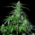 Auto Royal AK (Royal Queen Seeds) planta de marihuana auto enorme.