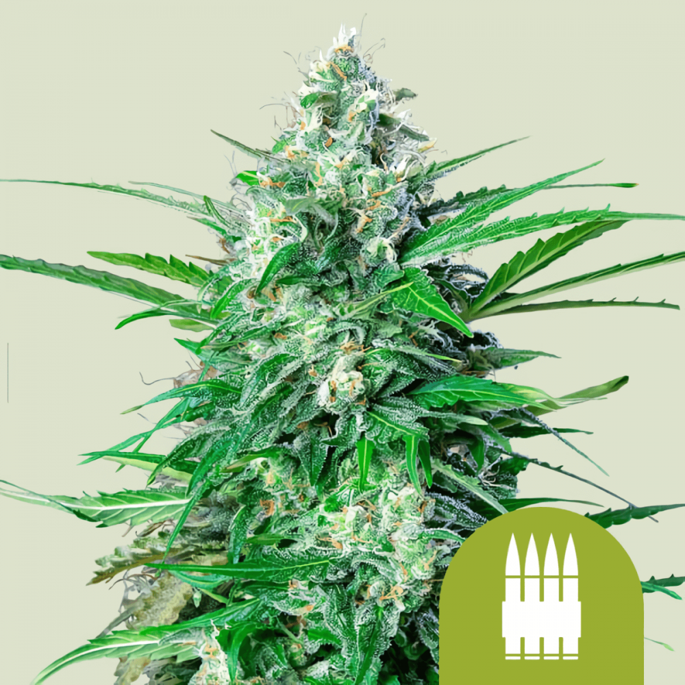 Auto Royal AK (Royal Queen Seeds) Semillas de marihuana autoflorecientes.