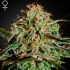 Semillas de Marihuana - A.M.S (Green House Seeds)