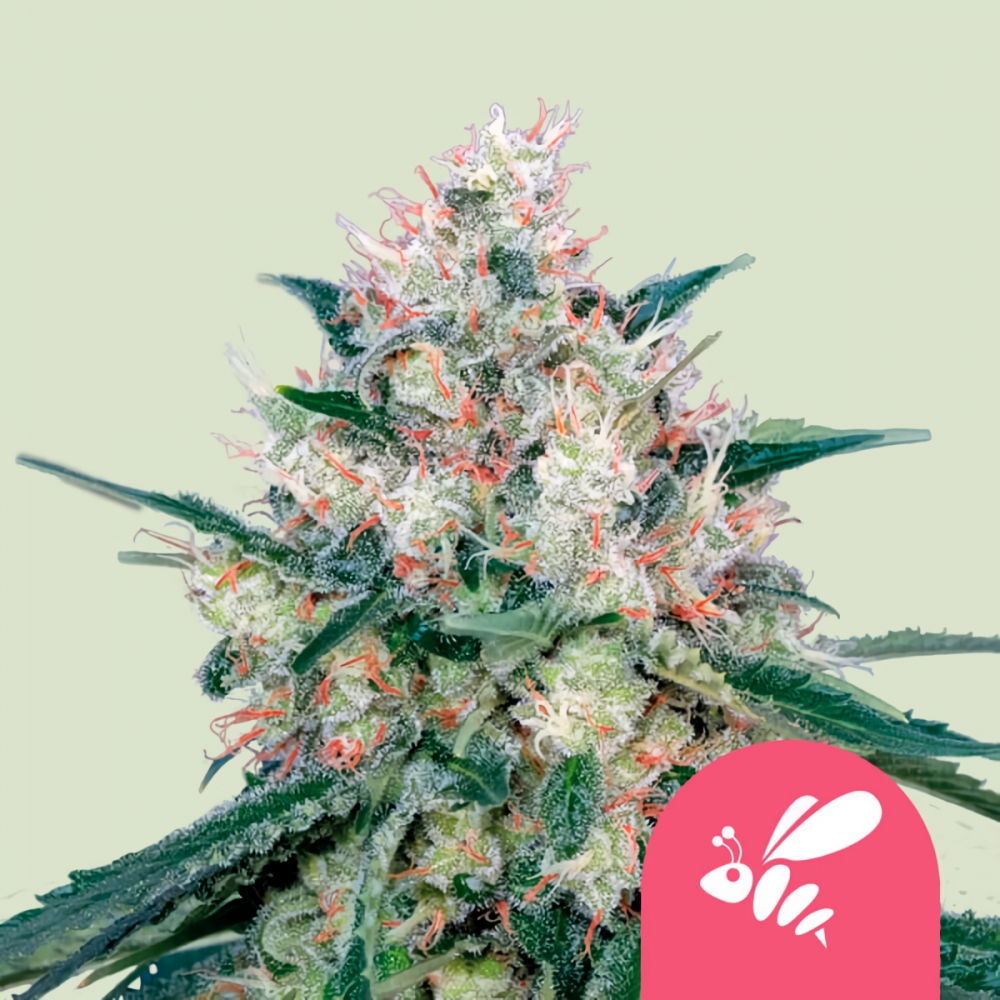 Honey Cream Fast de RQS Semilla de marihuana feminizada early version.