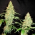 Semillas de marihuana Regulares NL5 x Skunk de Mr. Nice Seeds.