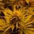 Semillas de marihuana Regulares NL5 x Skunk de Mr. Nice Seeds para cultivo.