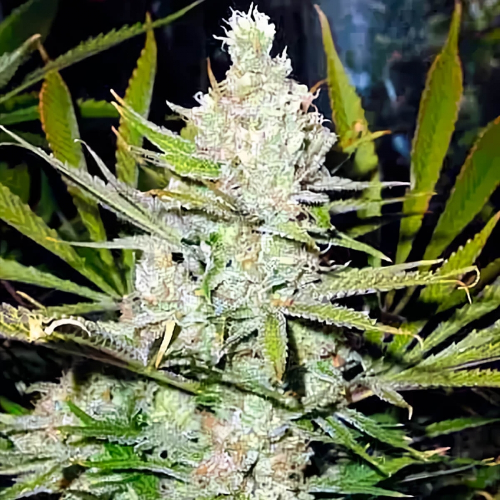 Semillas de marihuana Regulares Super Silver Haze de Mr. Nice Seeds.