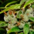 Semillas de marihuana Super Silver Haze Regular de Mr. Nice Seeds para cultivo.