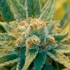 Semillas de marihuana Super Silver Haze Regular de Mr. Nice Seeds.