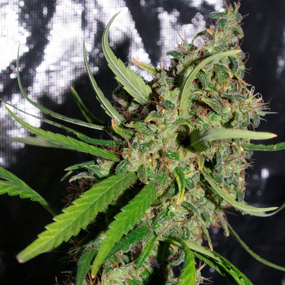 Semillas de marihuana Neville's Haze Regular de Mr. Nice Seeds para cultivo.