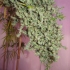 Semillas de marihuana Neville's Haze Regular de Mr. Nice Seeds cogollos.