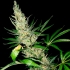 Semillas de marihuana Master Kush Skunk Regular de Mr. Nice Seeds cogollo enorme.