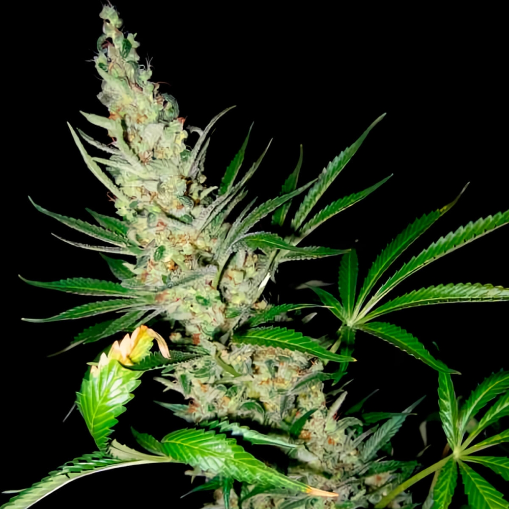 Semillas de marihuana Master Kush Skunk Regular de Mr. Nice Seeds cogollo enorme.