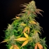 Semillas de marihuana Master Kush Skunk Regular de Mr. Nice Seeds planta productiva.