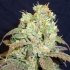 Semillas de marihuana G13 Widow Regular de Mr. Nice Seeds cogollo resinoso.