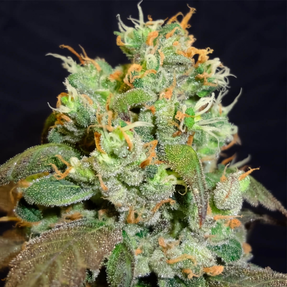 Semillas de marihuana G13 Widow Regular de Mr. Nice Seeds cogollo prieto.