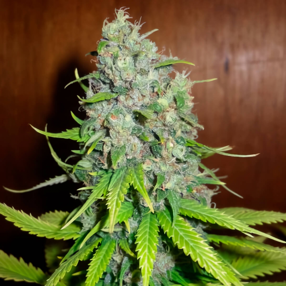 Semillas de marihuana Early Skunk Haze Regular de Mr. Nice Seeds cogollos grandes.