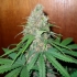 Semillas de marihuana Early Skunk Haze Regular de Mr. Nice Seeds punta principal.