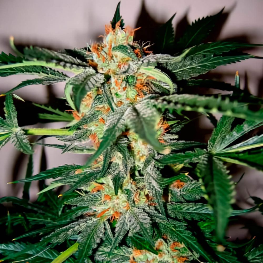 Semillas de marihuana Early Skunk Haze Regular de Mr. Nice Seeds cogollo central.