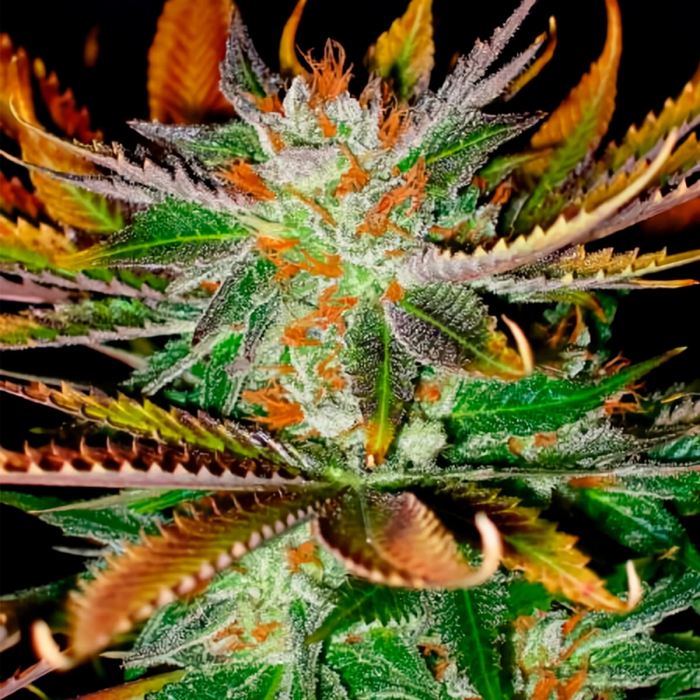 Semillas de marihuana Early Skunk Haze Regular de Mr. Nice Seeds resina.