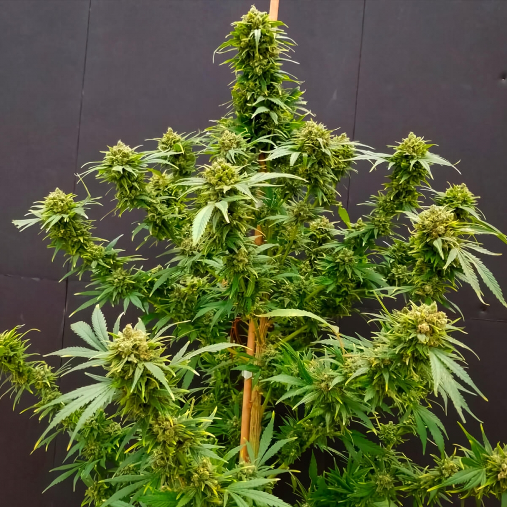 Semillas de marihuana Nordle Regular de Mr. Nice Seeds planta productiva.