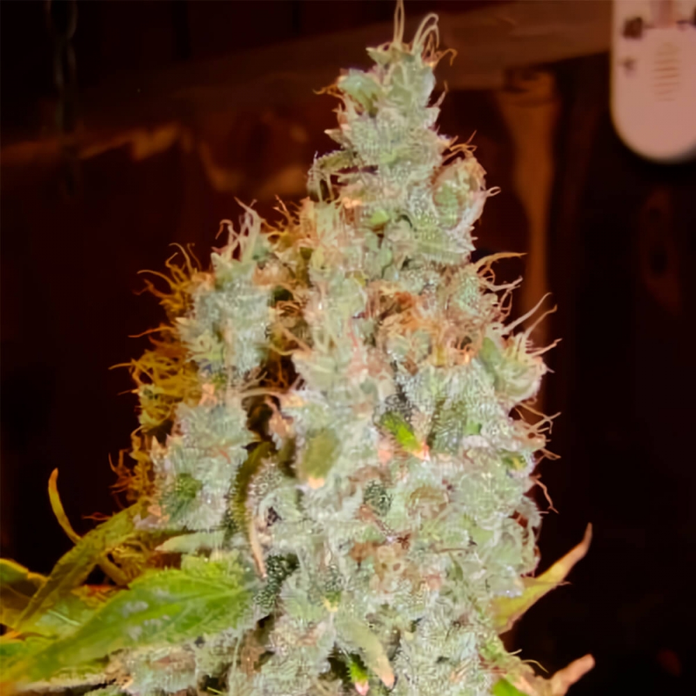 Semillas de marihuana Mango Widow Regular de Mr. Nice Seeds cogollo resinoso.