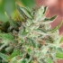 Semillas de marihuana Mango Widow Regular de Mr. Nice Seeds resina.