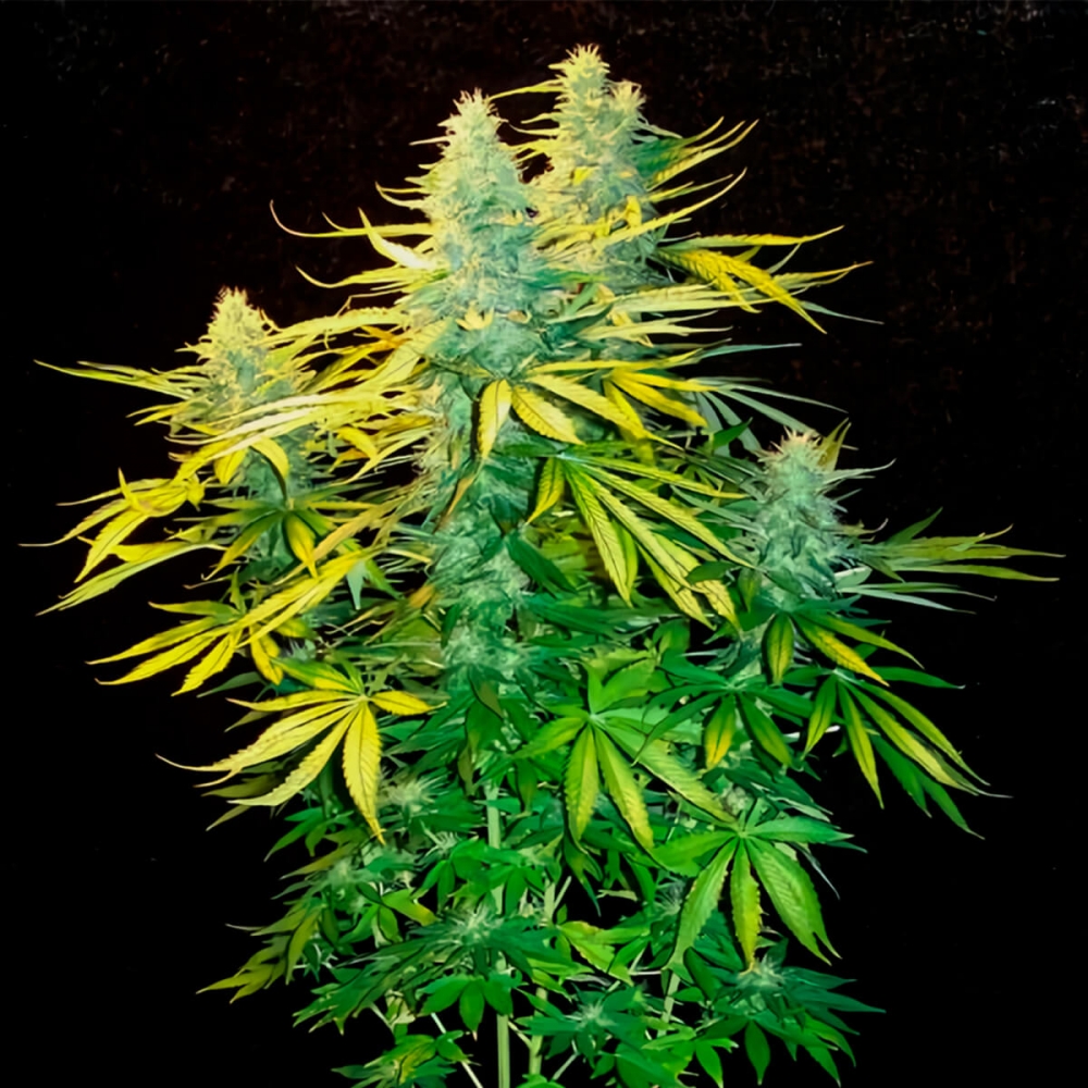 Semillas de marihuana Mango Widow Regular de Mr. Nice Seeds planta productiva.