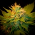 Semillas de marihuana Spice Regular de Mr. Nice Seeds cogollo.