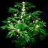 Semillas de marihuana Ortega Regular de Mr. Nice Seeds planta de cannabis.