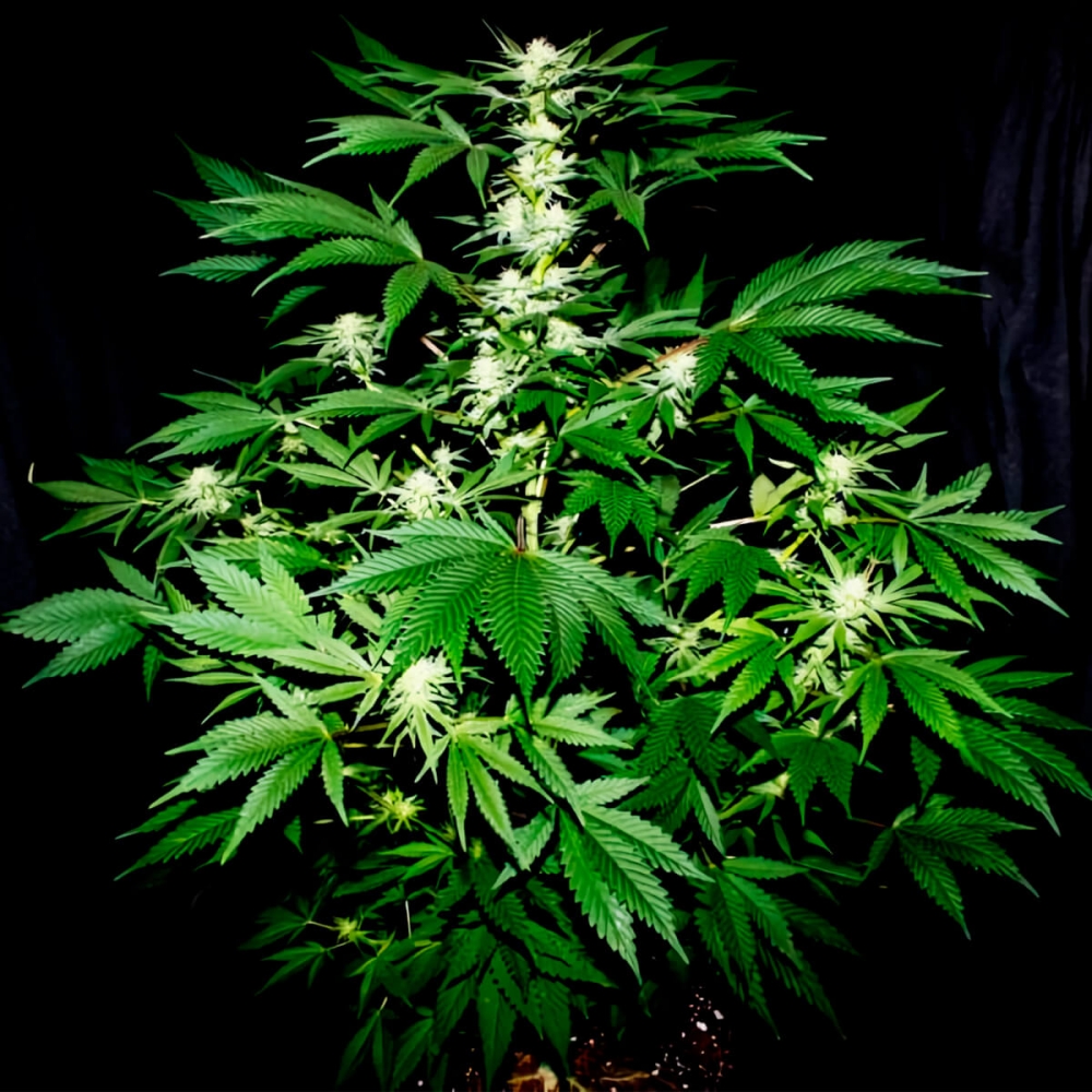 Semillas de marihuana Ortega Regular de Mr. Nice Seeds planta de cannabis.