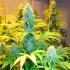 Semillas de marihuana Ortega Regular de Mr. Nice Seeds cogollos enormes.