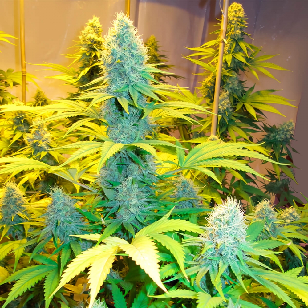 Semillas de marihuana Ortega Regular de Mr. Nice Seeds cogollos enormes.