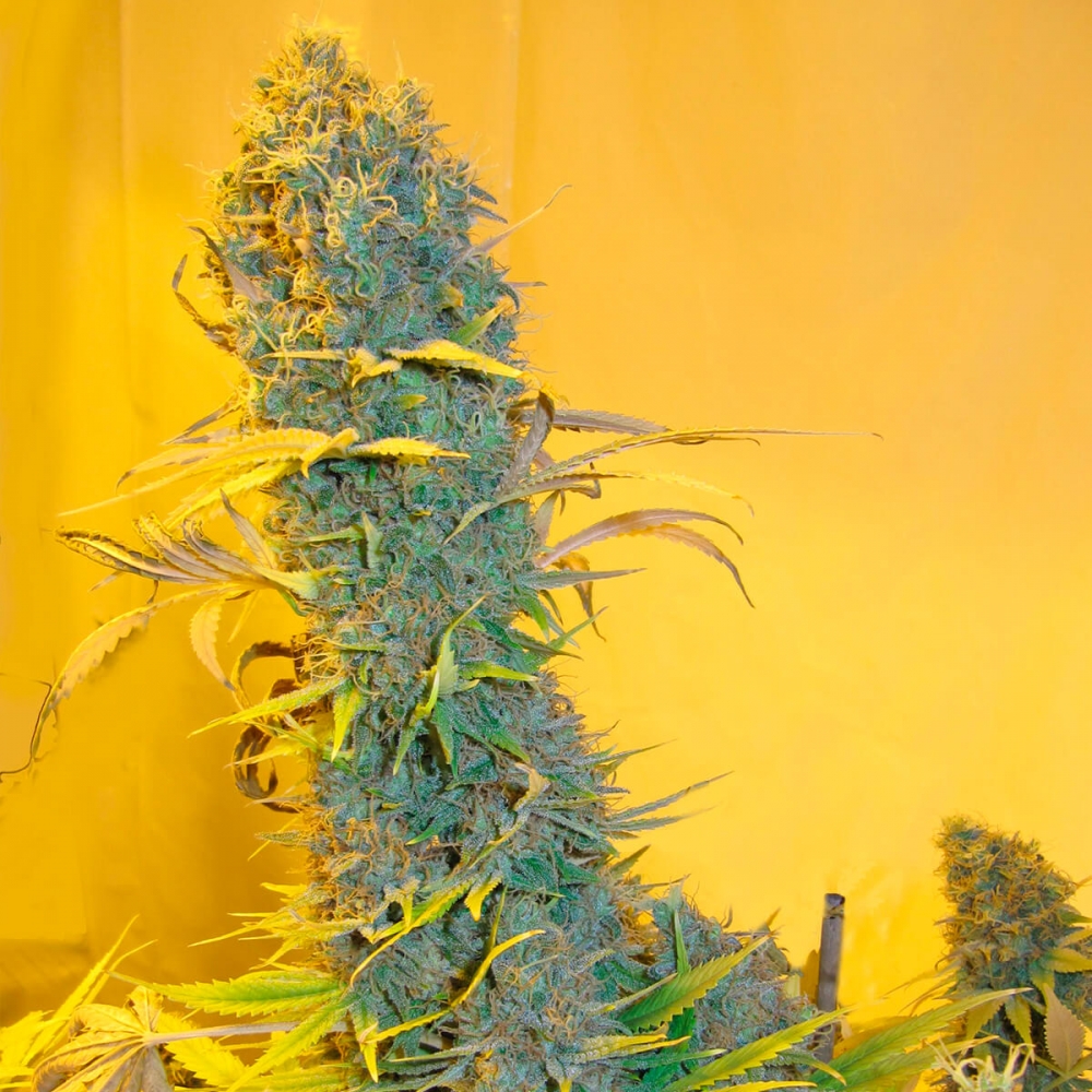 Semillas de marihuana Ortega Regular de Mr. Nice Seeds punta principal.