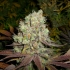 Semillas de marihuana La Niña Regular de Mr. Nice Seeds cogollos enormes.