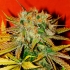 Semillas de marihuana Devil Regular de Mr. Nice Seeds cogollo resinoso.