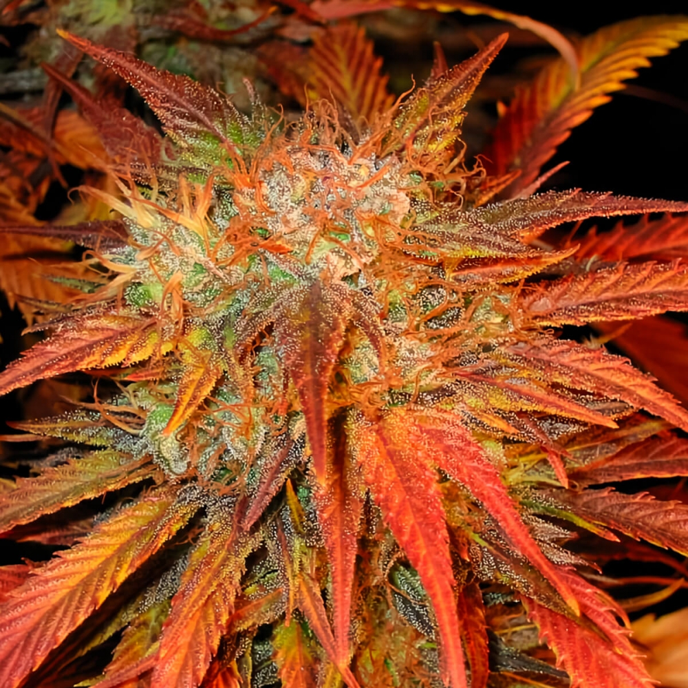 Semillas de marihuana Devil Regular de Mr. Nice Seeds cogollo morado.