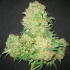 Semillas de marihuana Critical Skunk Regular de Mr. Nice Seeds cogollo enorme.