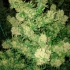 Semillas de marihuana Critical Skunk Regular de Mr. Nice Seeds gran producción.