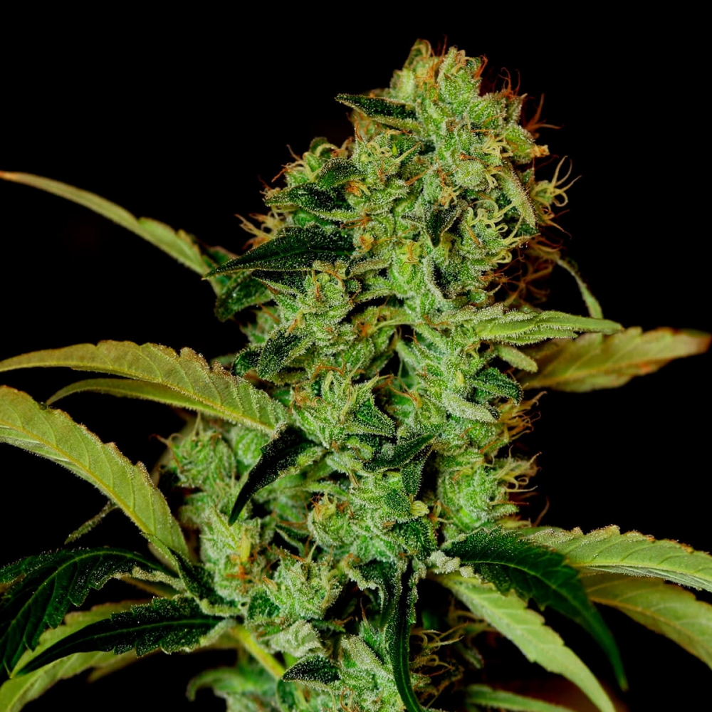 Semillas de marihuana Black Widow Regular de Mr. Nice Seeds cogollo enorme.