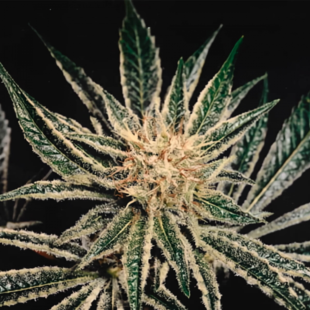 Semillas de marihuana Black Widow Regular de Mr. Nice Seeds resina.