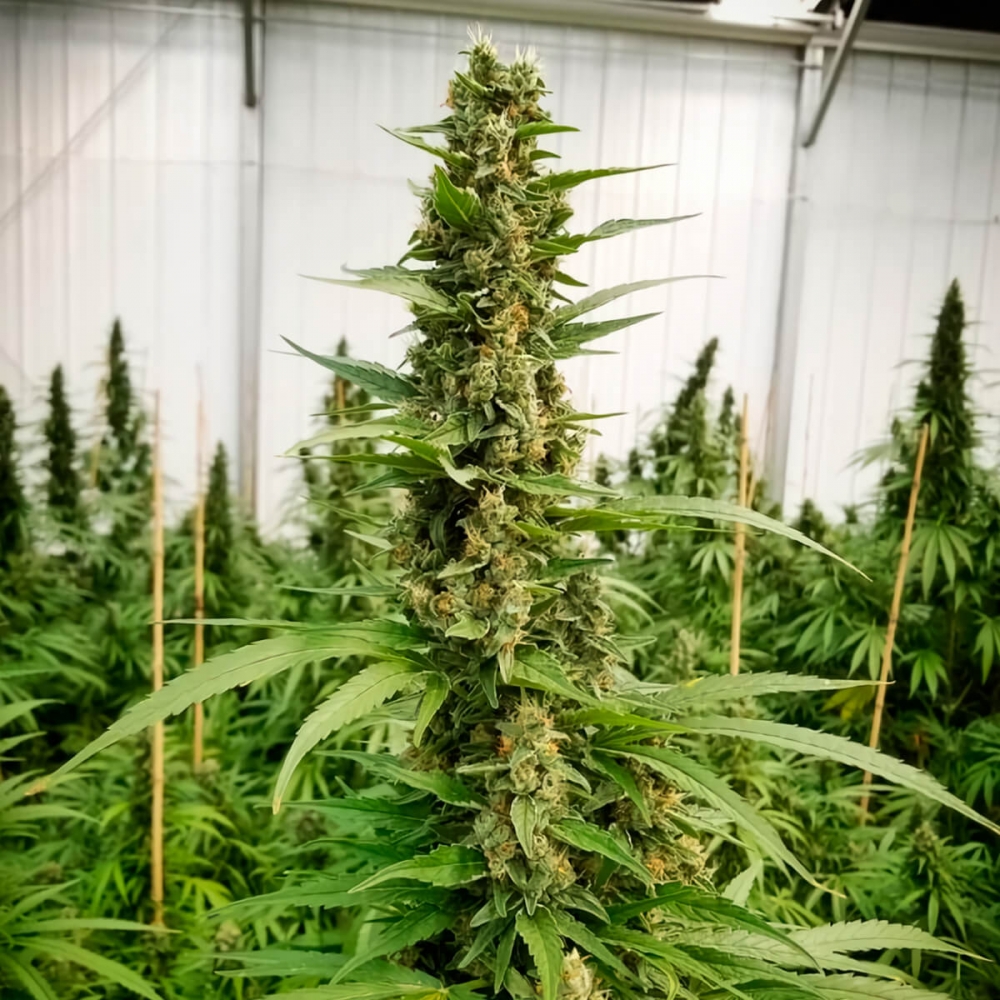 Semillas de marihuana Black Widow Regular de Mr. Nice Seeds punta principal.