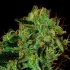 Semillas de marihuana Black Widow Regular de Mr. Nice Seeds cogollo ampliado.