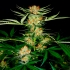 Semillas de marihuana Early Queen Regular de Mr. Nice Seeds punta principal.