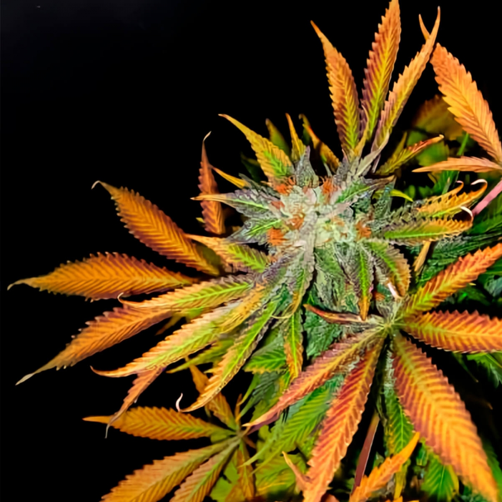 Semillas de marihuana Early Queen Regular de Mr. Nice Seeds cogollo.