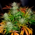 Semillas de marihuana Early Queen Regular de Mr. Nice Seeds planta.