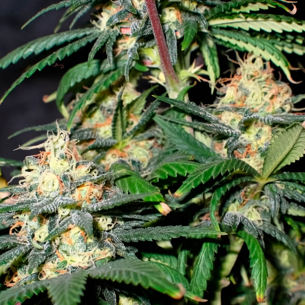 Semillas de marihuana Early Queen Regular de Mr. Nice Seeds resina.