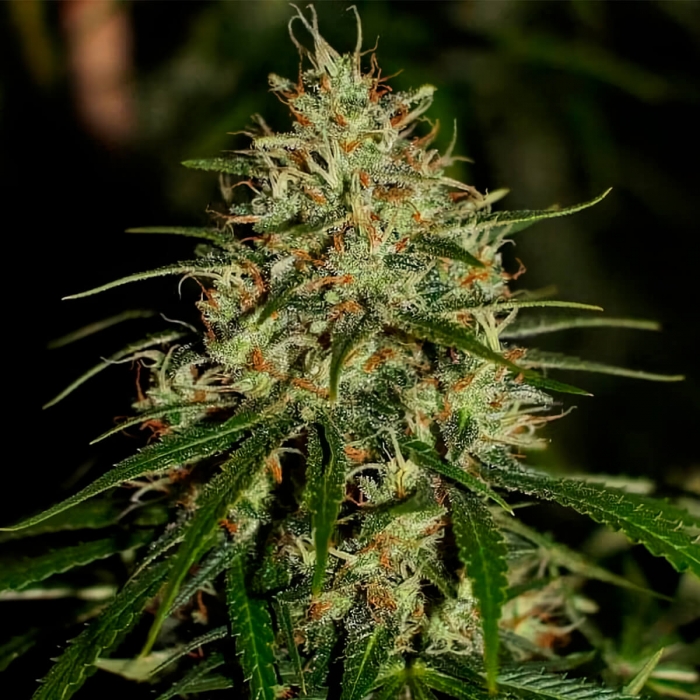 Semillas de marihuana Mango Haze Regular de Mr. Nice Seeds cogollo.