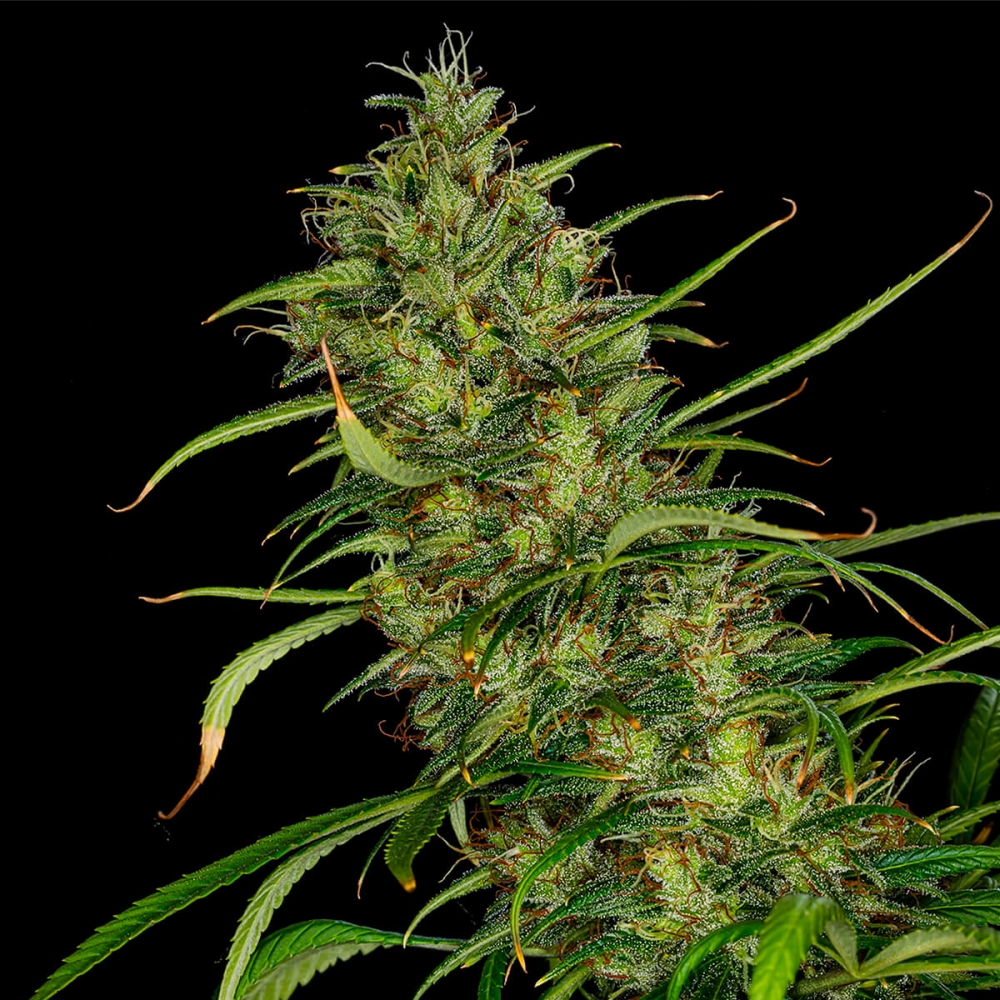 Semillas de marihuana Mango Haze Regular de Mr. Nice Seeds cogollos enormes.