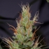 Semillas de marihuana Mango HAze Regular de Mr. Nice Seeds resina.